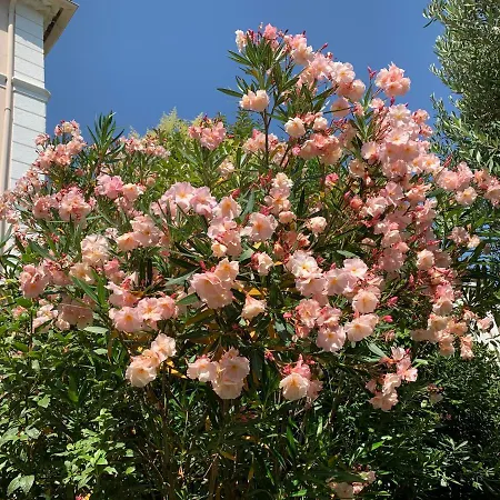 Domaine De L'aufrene Bed & Breakfast Hyères