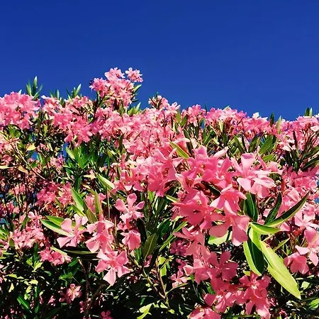 Bed & Breakfast Domaine De L'aufrene 3*