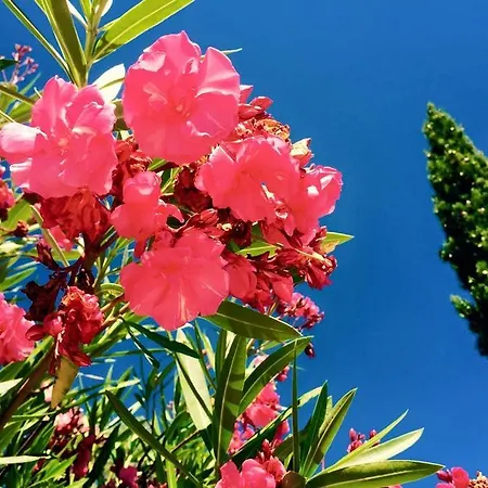 Domaine De L'aufrene 3*