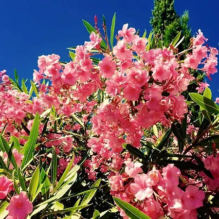 Domaine De L'aufrene Bed & Breakfast 3*