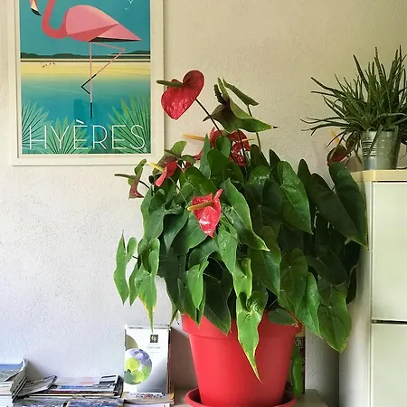 Bed & Breakfast Domaine De L'aufrene